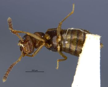 Media type: image;   Entomology 6579 Aspect: habitus ventral view